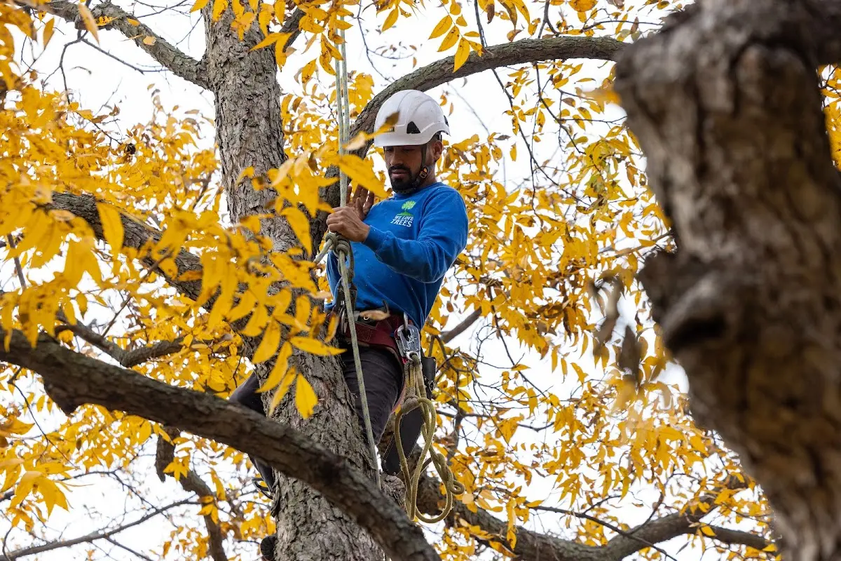 Skilled Tree Planting crew working in Minnetonka